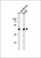 SAP30BP Antibody (Center)